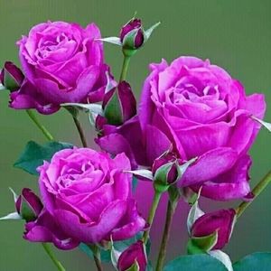 Meet your Posher, Carmen